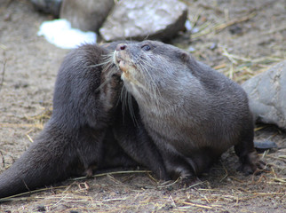 Asian Small clawed otter