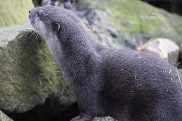 Obraz premium Asian Small clawed otter