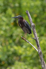 Green Heron, J.N. ''Ding'' Darling National Wildlife Refuge, Sanibel Island, Florida, USA