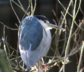 The black-crowned night heron (Nycticorax nycticorax)