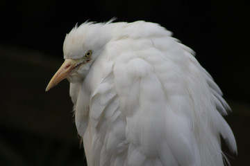 The cattle egret (Bubulcus ibis)