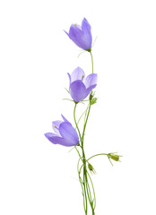 Three bellflowers isolated on white background.