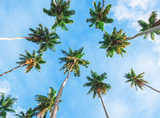 Fototapeta premium Coconut palm tree on sky background. Low Angle View. Toned image
