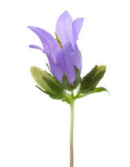 Bellflower isolated on white background.