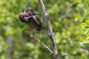 Green Heron, J.N. ''Ding'' Darling National Wildlife Refuge, Sanibel Island, Florida, USA
