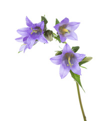 Bellflowers isolated on white background.