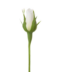 Fototapeta premium Nieodkryty pączek róży białej róży na białym tle.