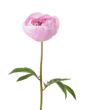 Fototapeta Light pink peony isolated on white background.