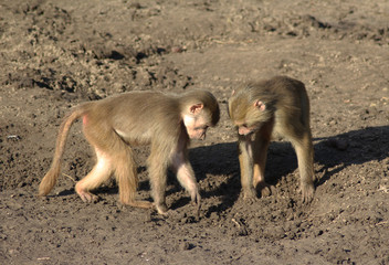 Fototapeta premium The hamadryas baboon (Papio hamadryas)