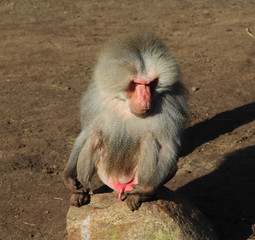 The hamadryas baboon (Papio hamadryas)