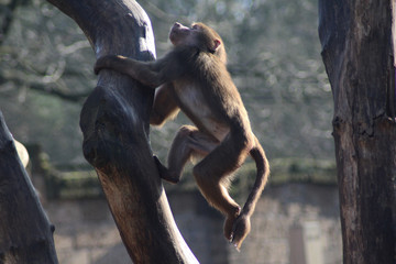 The hamadryas baboon (Papio hamadryas)