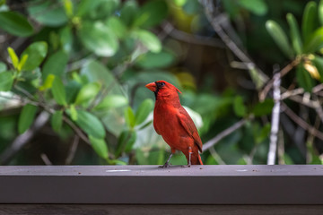 Northern Cardinal, J.N. ''Ding'' Darling National Wildlife Refuge, Sanibel Island, Florida, USA