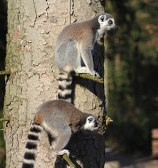 The ring-tailed lemur (Lemur catta)	