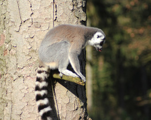 The ring-tailed lemur (Lemur catta)	