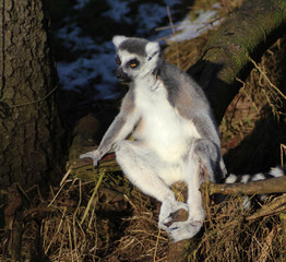 The ring-tailed lemur (Lemur catta)	