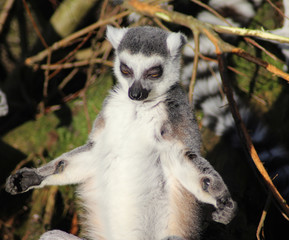 The ring-tailed lemur (Lemur catta)	