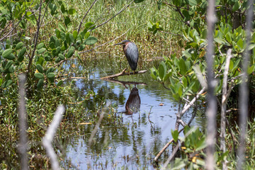 Green Heron, J.N. ''Ding'' Darling National Wildlife Refuge, Sanibel Island, Florida, USA