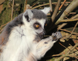 The ring-tailed lemur (Lemur catta)	