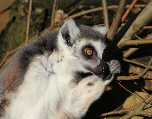 The ring-tailed lemur (Lemur catta)	