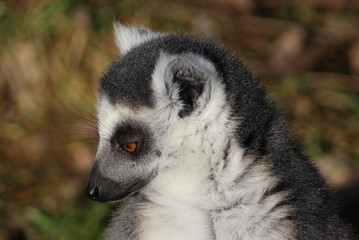 The ring-tailed lemur (Lemur catta)	