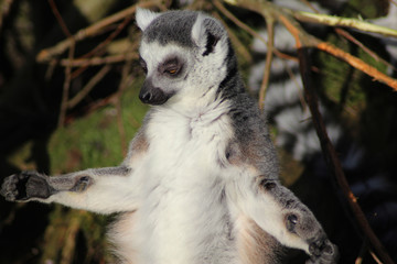 Fototapeta premium The ring-tailed lemur (Lemur catta) 