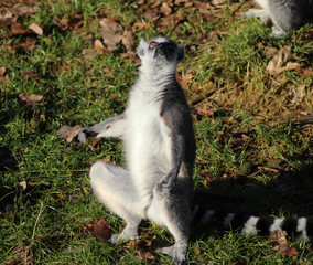 The ring-tailed lemur (Lemur catta)	