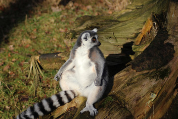 The ring-tailed lemur (Lemur catta)	