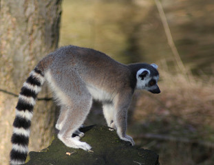 The ring-tailed lemur (Lemur catta)	