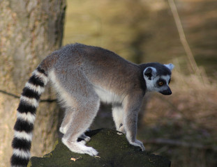 Fototapeta premium The ring-tailed lemur (Lemur catta) 