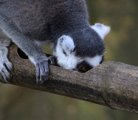 The ring-tailed lemur (Lemur catta)	