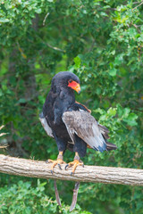bateleur, Terathopius ecaudatus, eagle

