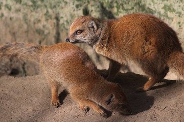 The yellow mongoose (Cynictis penicillata)	