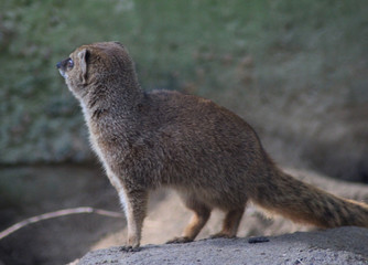 The yellow mongoose (Cynictis penicillata)	