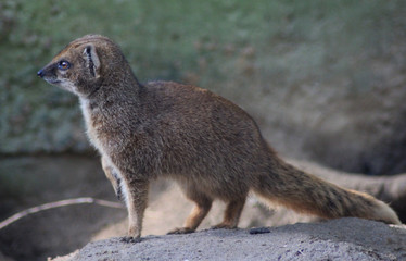 Fototapeta premium The yellow mongoose (Cynictis penicillata) 
