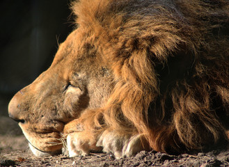 Naklejka premium African male lion