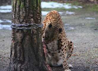 The cheetah (Acinonyx jubatus)