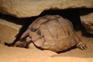 Kleinmann's tortoise (Testudo kleinmanni )