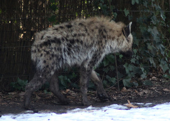 Fototapeta premium The spotted hyena (Crocuta crocuta)