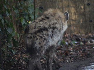The spotted hyena (Crocuta crocuta)