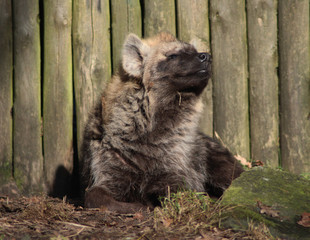 The spotted hyena (Crocuta crocuta)