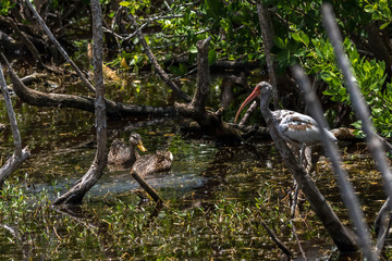 Mottled Ducks and Juvenile White Ibis, J.N. ''Ding'' Darling National Wildlife Refuge, Sanibel Island, Florida, USA
