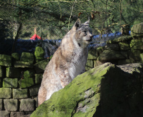 The Eurasian lynx (Lynx lynx)