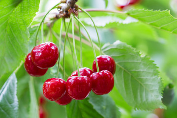 Cherry tree with ripe cherries in the garden.