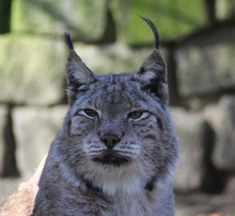 The Eurasian lynx (Lynx lynx)