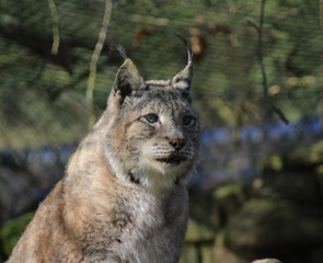 The Eurasian lynx (Lynx lynx)