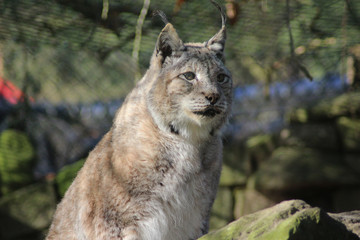 The Eurasian lynx (Lynx lynx)