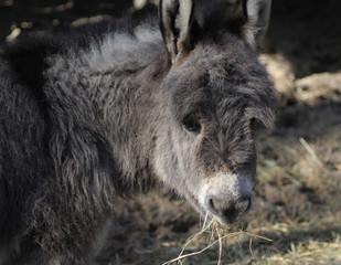 Dwarf donkey