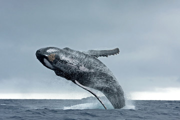 humpback whale, megaptera novaeangliae, Tonga, Vava'u island