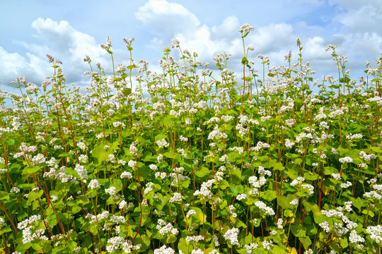 The blossoming buckwheat sowing (Fagopyrum esculentum Moench) against the background of the sky