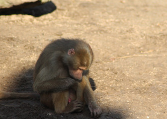 The hamadryas baboon (Papio hamadryas)